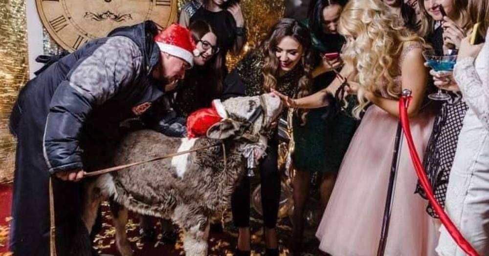 В Чернигове вспыхнул скандал из-за теленка на привязи на вечеринке известной косметической компании (фото)