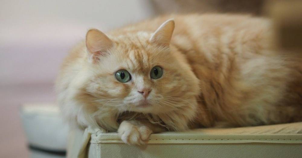 Ученые выяснили, почему кошки мнут лапками