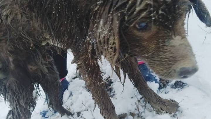 В Ставропольском крае спасатели не дали погибнуть тонущему псу
