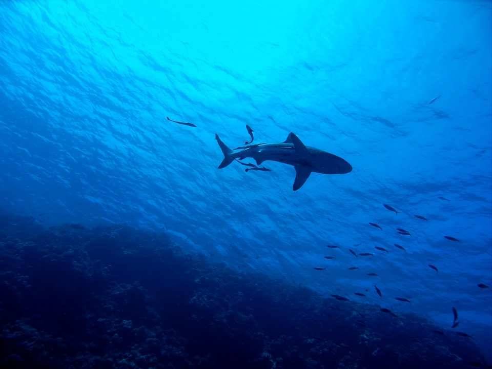 Биологи: Новорожденные акулы-мегалодоны по размерам превосходили взрослого человека
