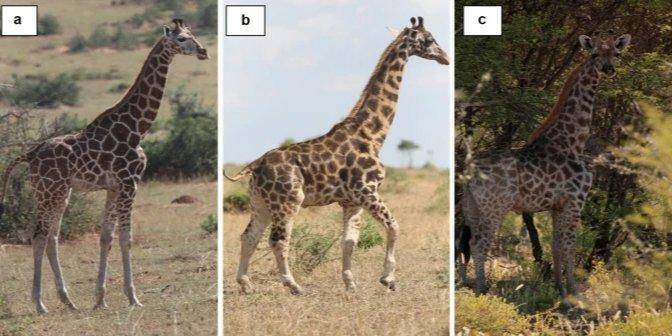 Болели в детстве. В Африке впервые обнаружили двух карликовых жирафов