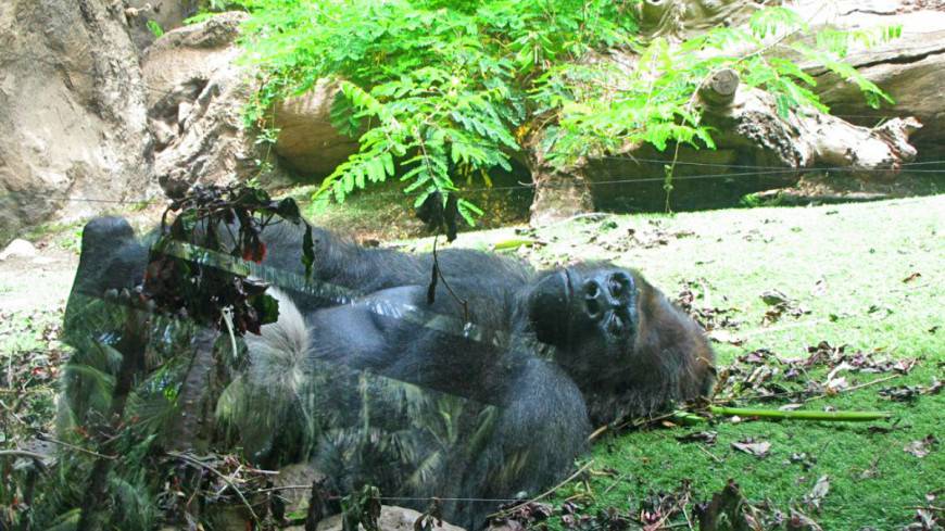 В зоопарке Сан-Диего у двух горилл выявлен коронавирус