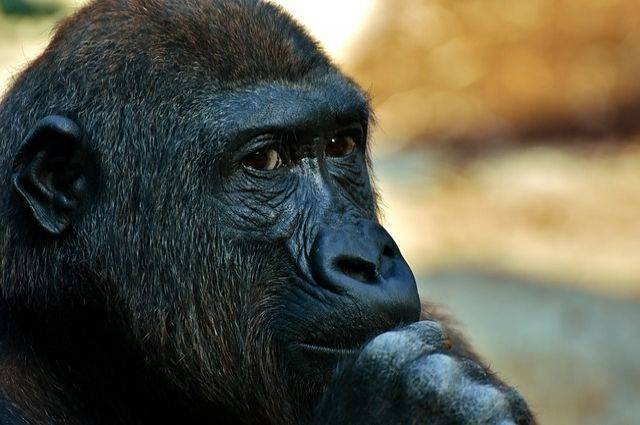 В США зафиксировали первый в мире случай заражения горилл коронавирусом