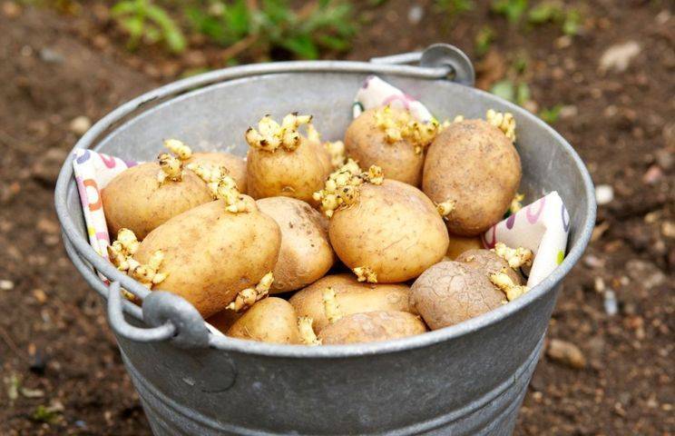 Теперь за посадку картошки в России будут оштрафовать
