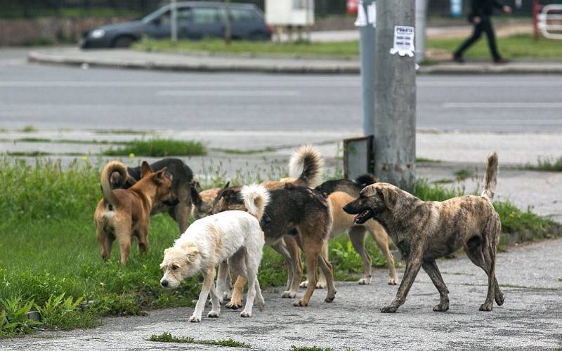 В Кореновске Краснодарского края заподозрили незаконный отстрел бродячих собак