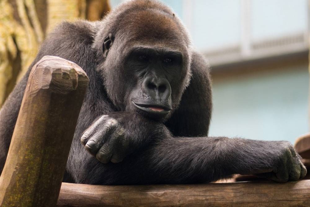 Коронавирус обнаружен у горилл в зоопарке Сан-Диего