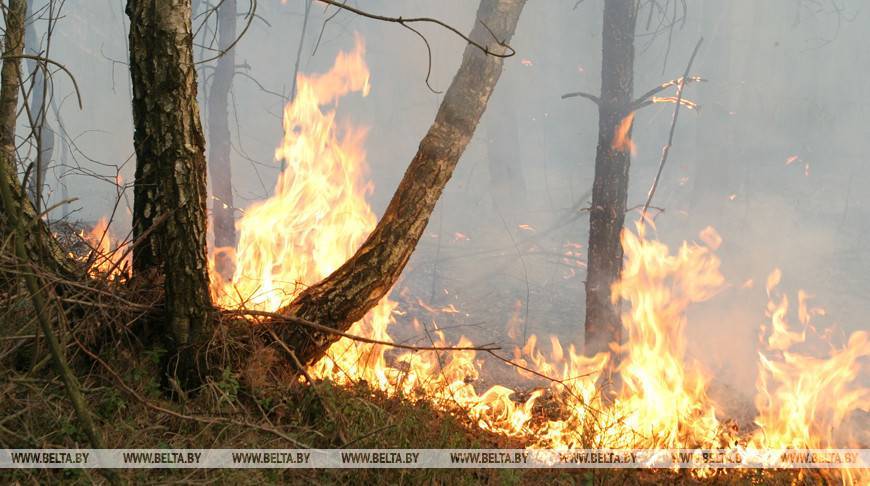 Более 1 тыс. лесных пожаров произошло в Беларуси в 2020 году