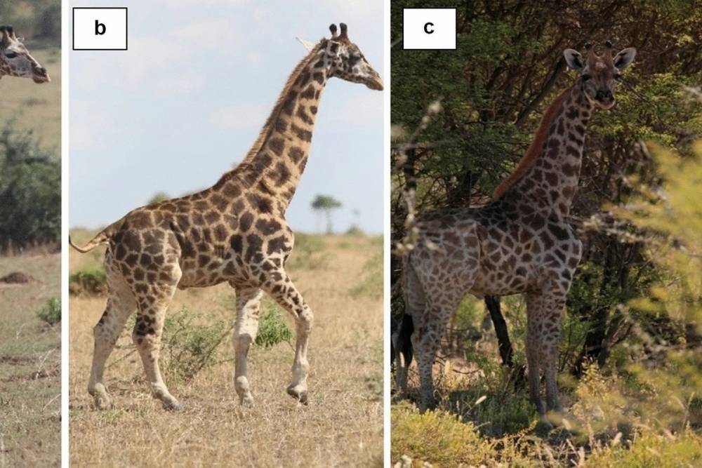 Ученые встретили двух редких карликовых жирафов