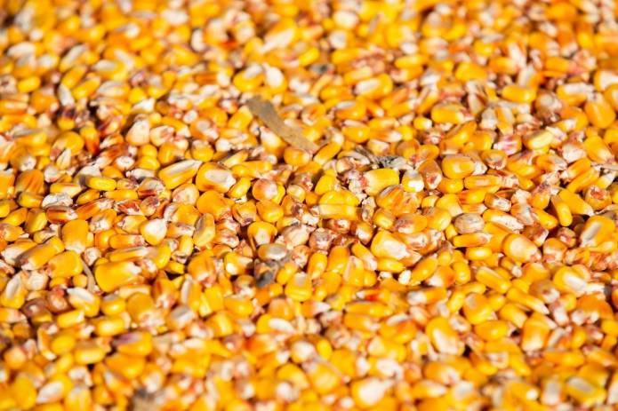 Китай одобрил импорт двух штаммов ГМ-кукурузы из-за рекордного спроса