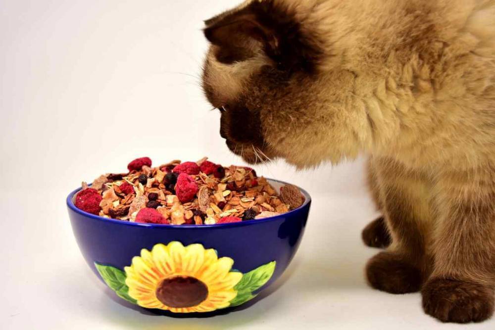 Что будет если кормить собаку кошачьим кормом, а кошку – собачьим?