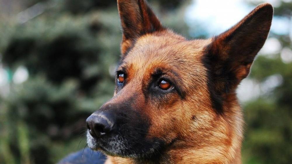 “Умный” ошейник для собак поступил в продажу в Южной Корее