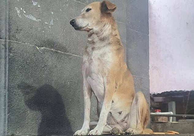 В Индии бездомная собака ежедневно приходит в храм, чтобы "благословить" людей