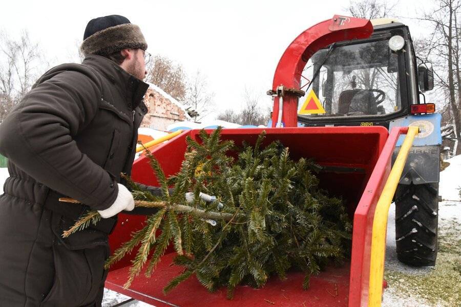 Эксперт рассказал об опасности долгого хранения новогодней елки