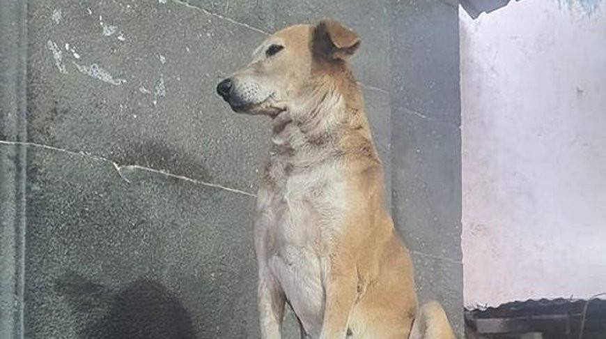 Собака нашла свое призвание и теперь благословляет посетителей храма в Индии (Видео)