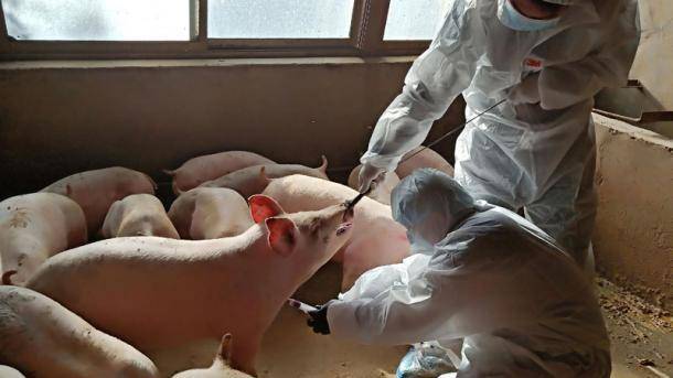 В Одесской области вспышка африканской чумы свиней, - райадминистрация