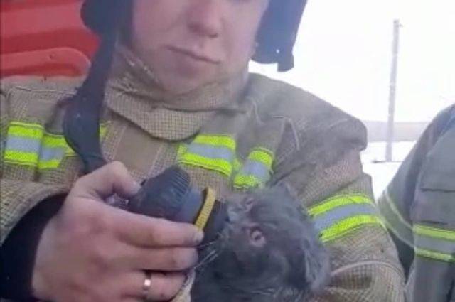 Пожарные в Татарстане спасли и реанимировали кота
