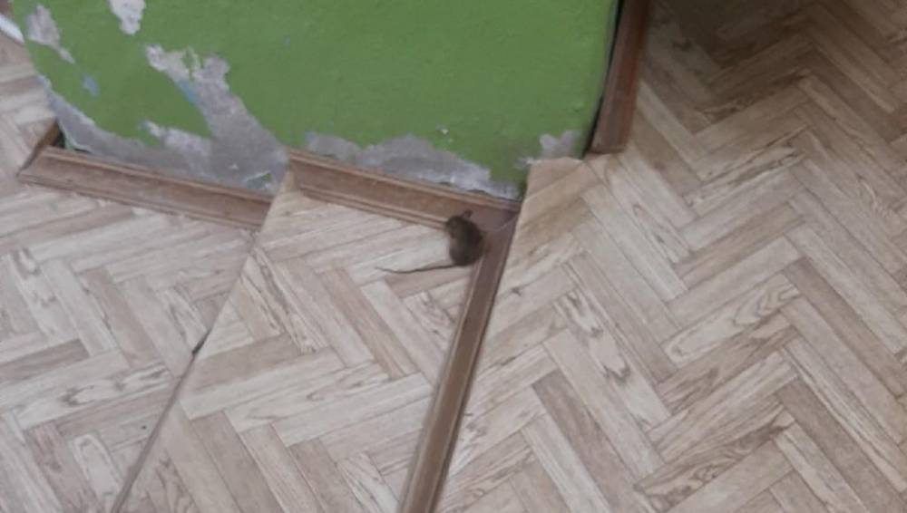 Мышь пришла на прием в женскую консультацию в Тверской области