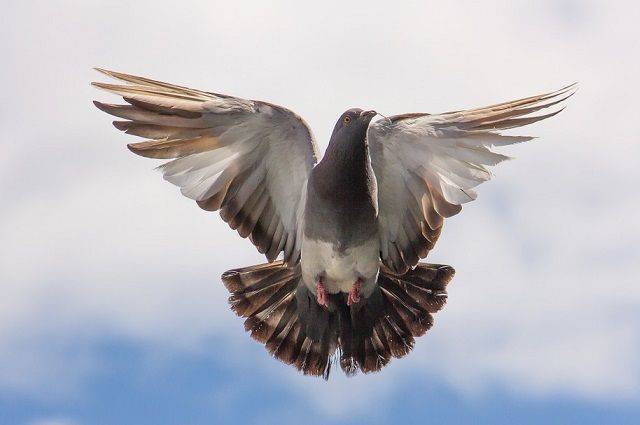 В Австралии могут убить голубя из США из-за опасений карантинной службы