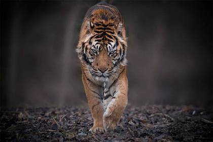 В российском регионе нашли истощенного амурского тигра