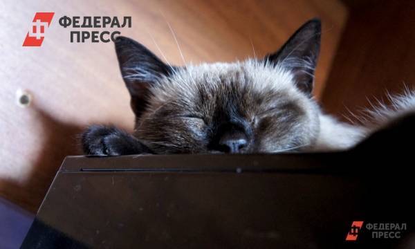 В Петербурге ученые обследовали заболевшего коронавирусом домашнего кота