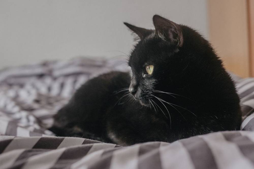 Петербуржские ученые обследовали зараженного COVID-19 домашнего кота