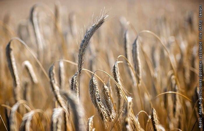 Таможенная подкомиссия одобрила повышение пошлины на экспорт пшеницы