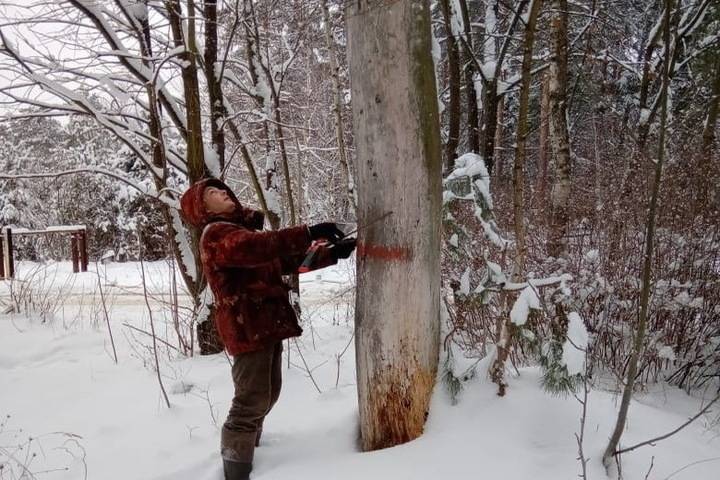 Деревья в городском бору Серпухова пересчитали