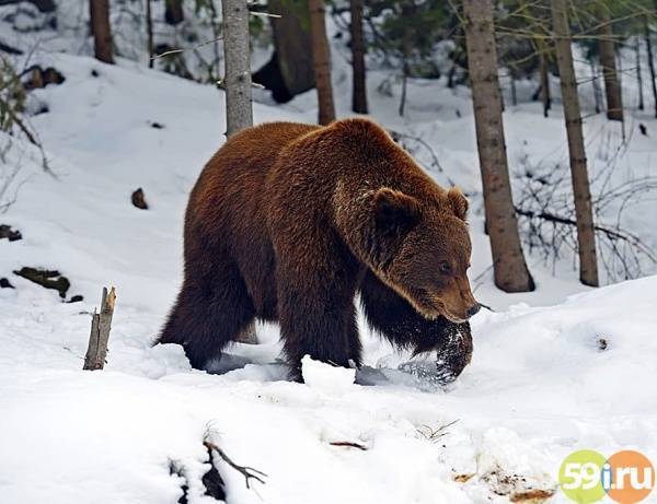 Забредший в поселок Яйва Пермского края медведь-шатун мог снова залечь в спячку