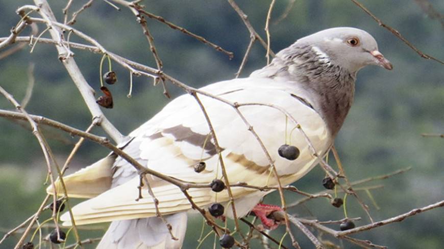Австралийского голубя Джо оставят в живых