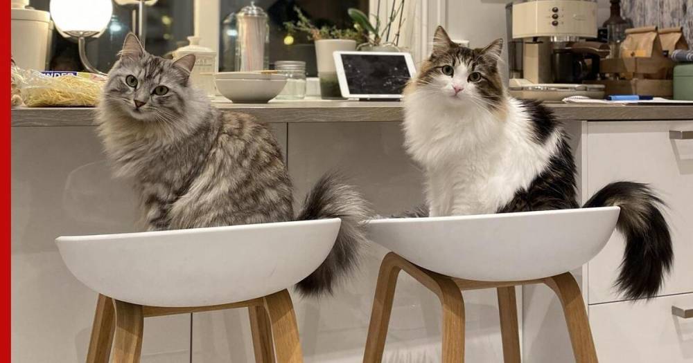 Необычное поведение кошек прославило их в соцсети: фото