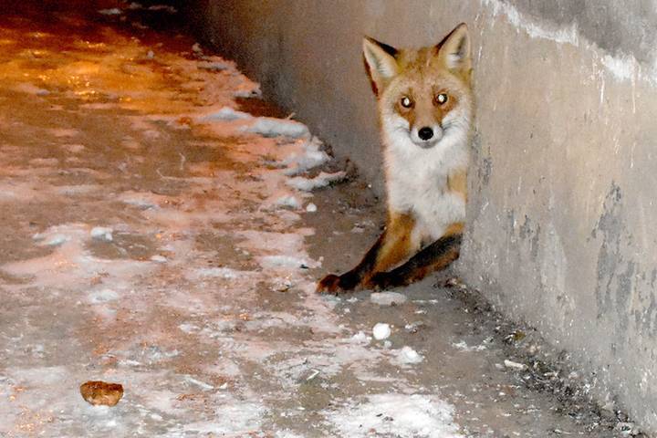 В Рязанской области в подвале пятиэтажки с кошками поселилась лиса