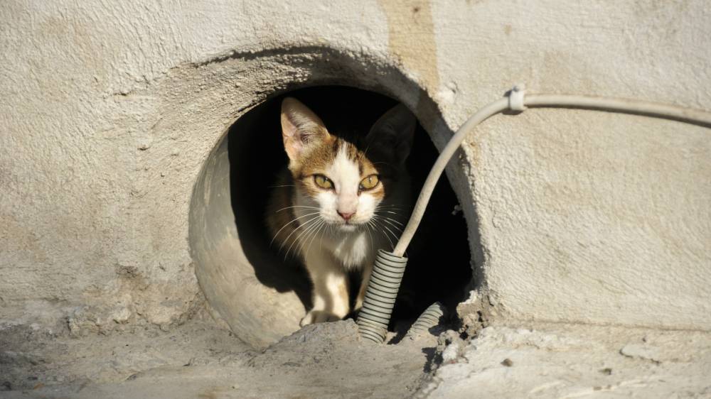 В Крыму мужчина, выбросивший кота, попал в объективы камер
