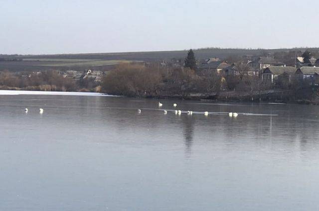 Украинские спасатели освободили лебедей, примёрзших ко льду на озере