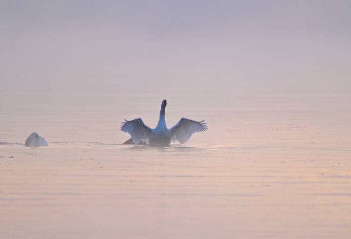 На Финском заливе в Ленобласти заметили белоснежных лебедей