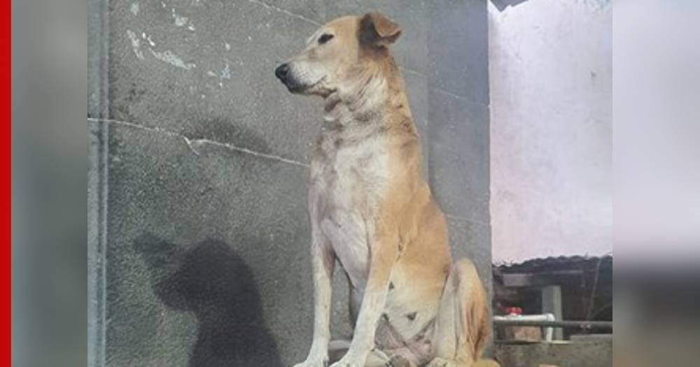 В индийском храме появилась собака, "благословляющая" прихожан: видео