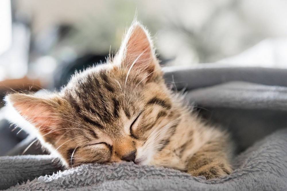 Почему ваша кошка спит с вами и даже на вас - рассказываем