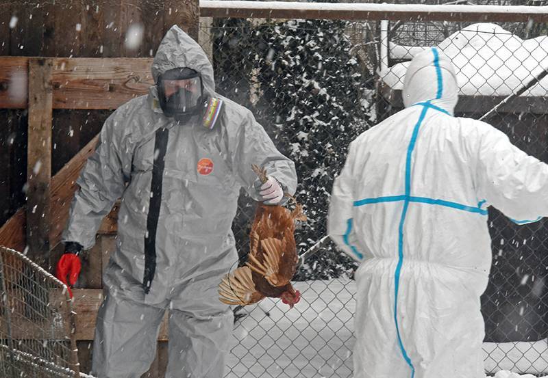 Почти 6 миллионов кур уничтожили в Японии из-за птичьего гриппа
