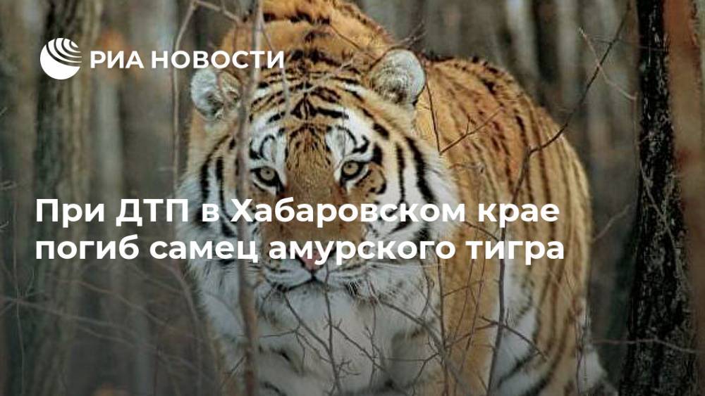При ДТП в Хабаровском крае погиб самец амурского тигра