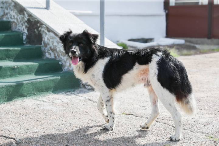 В Улан-Удэ собак, напавших на Татьяну Лоскутникову, назвали участниками уголовного дела