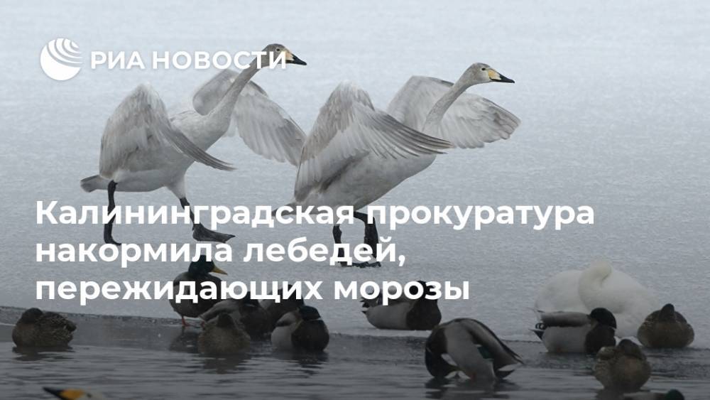 Калининградская прокуратура накормила лебедей, пережидающих морозы