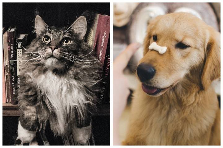 Ученые смогли доказать, что кошки умнее собак