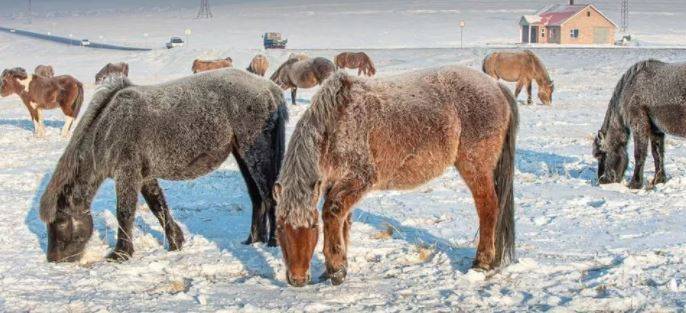В Монголии из-за сильных морозов гибнут животные