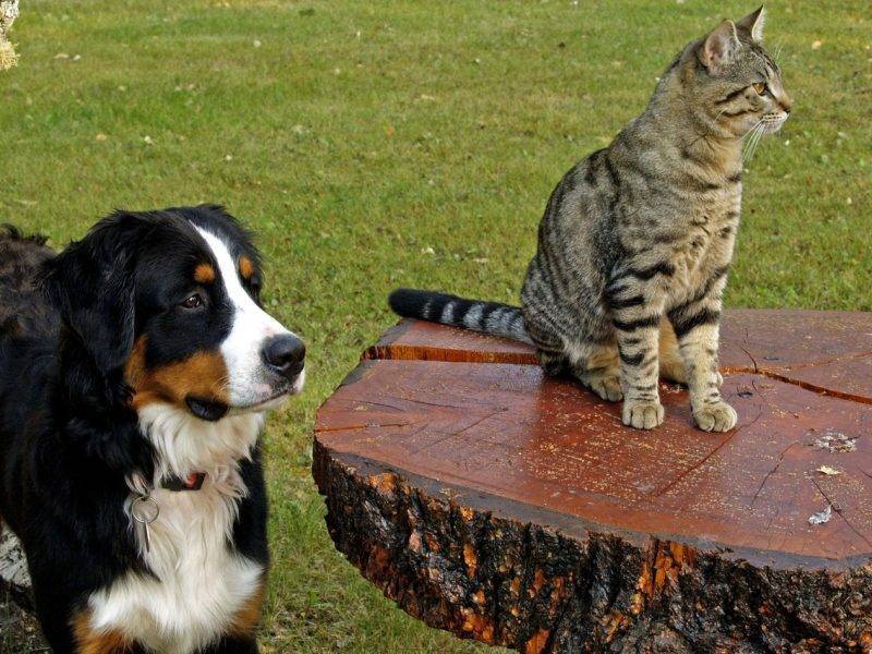 Ученые объяснили, почему кошки кажутся глупее собак, хотя на самом деле все наоборот