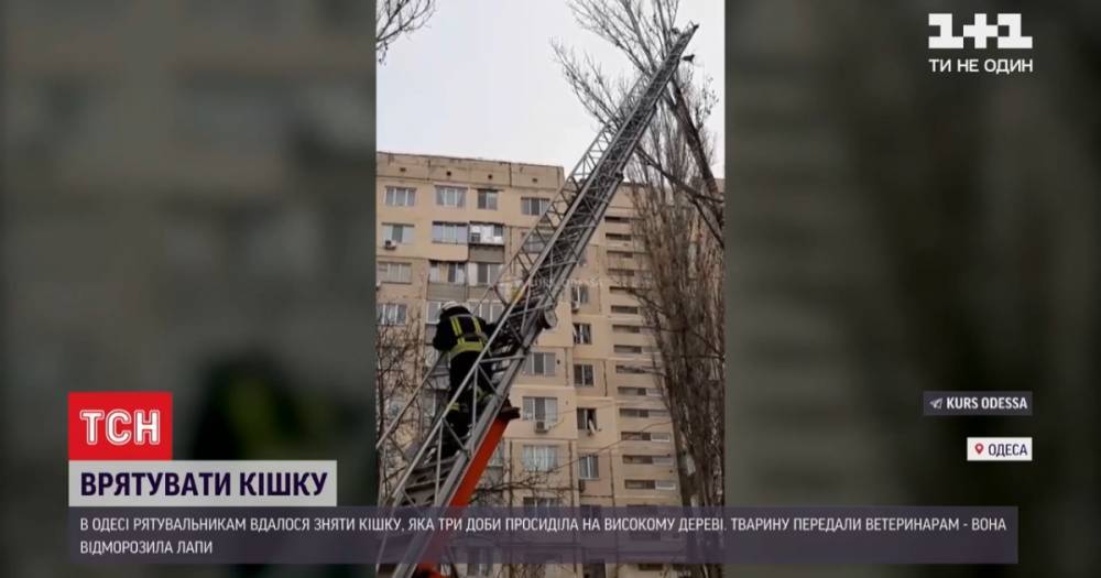 В Одессе спасли кошку, которая в мороз трое суток просидела на дереве: видео