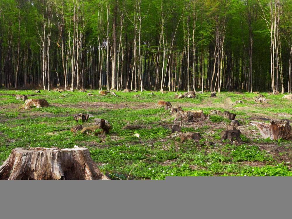 В Украине окружающей среде нанесли убытков на более 2 млрд грн в 2020 году