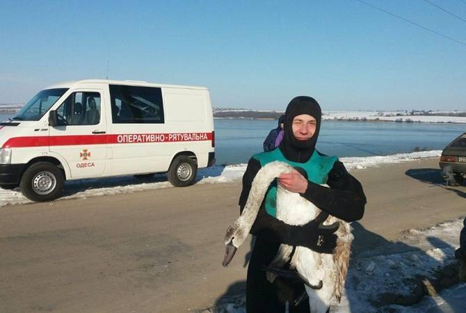 В Одессе спасатели достали лебедя из ледяной ловушки