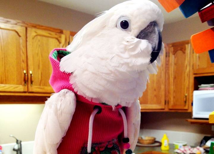 Как Гоша борщ варил: хозяин оставил попугая одного на кухне – и очень удивился