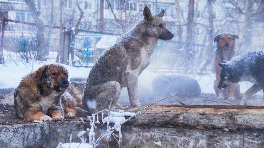 Собаки повышенной опасности: как в Улан-Удэ решили бороться с агрессивными питомцами