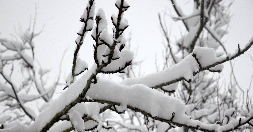 Снегопад в Латгале поломал деревья: потребовалась помощь спасателей