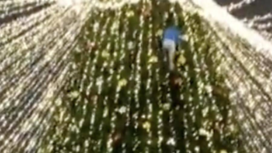 Мужчина залез на главную елку в Липецке
